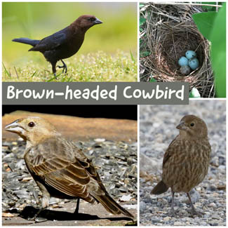 Brown-headed Cowbird